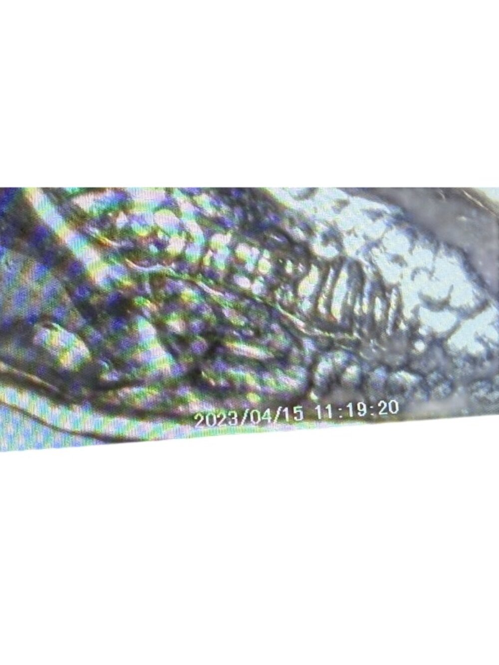 Vintage Sterling Silver Manatee Pendant Charm sea Cow Souvenir - Picture 5 of 5